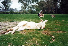 2000 - Australie 103G